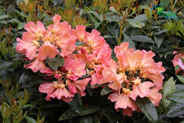 Rhododendron Olga